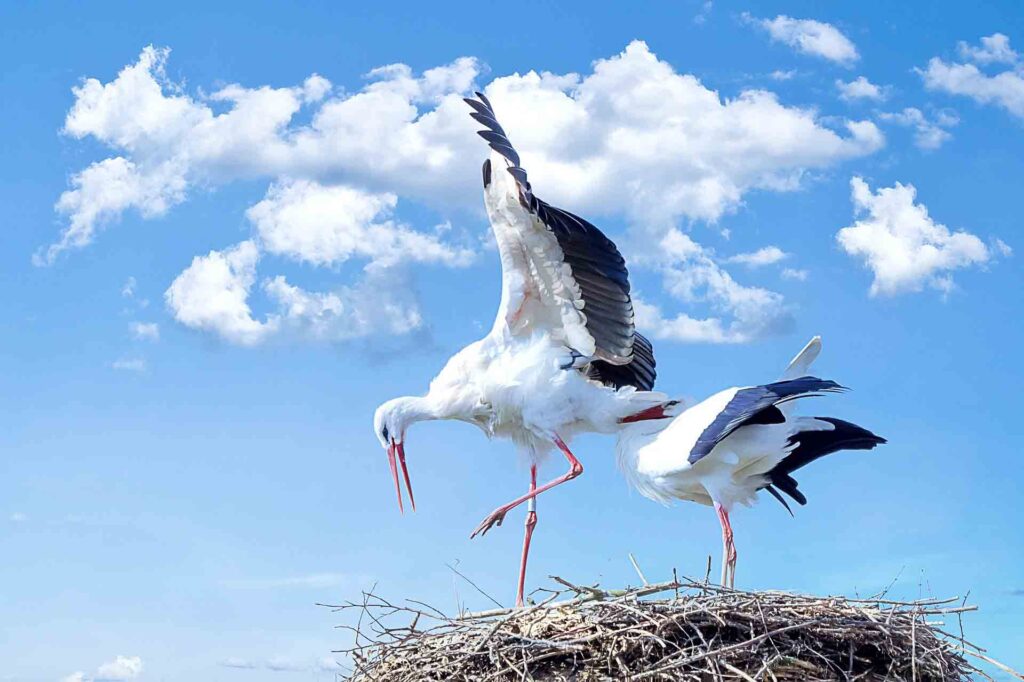 storks animal photography